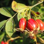 rosehips, rose hip berries, rose hip fruits-6711140.jpg
